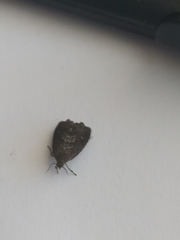 Tortricidae