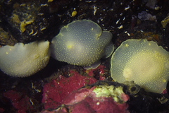 Cadlina laevis