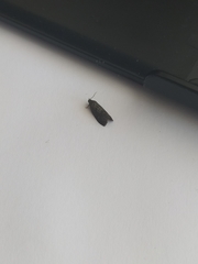 Tortricidae