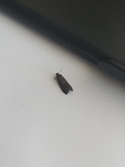 Tortricidae