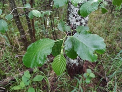 Alnus × pubescens