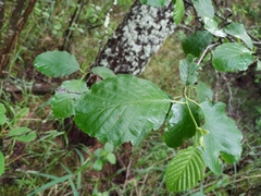 Alnus × pubescens