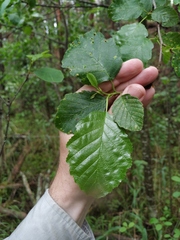 Alnus × pubescens