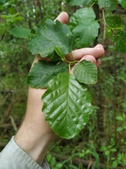 Alnus × pubescens