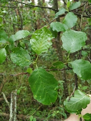 Alnus × pubescens