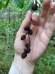 Alnus × pubescens