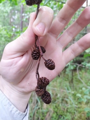 Alnus × pubescens