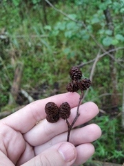 Alnus × pubescens