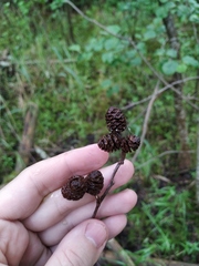 Alnus × pubescens