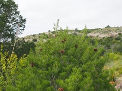 Pinus remota