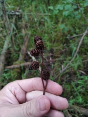 Alnus × pubescens