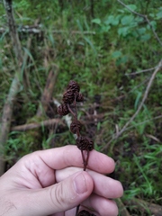 Alnus × pubescens
