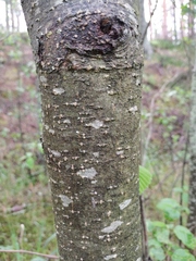 Alnus × pubescens