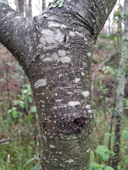 Alnus × pubescens