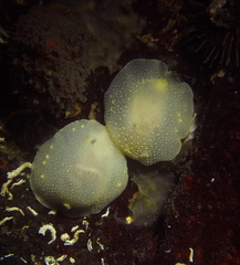 Cadlina laevis