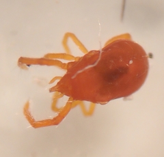 Labidostommatidae