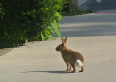 Sylvilagus floridanus