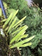 Pyrrosia linearifolia