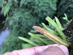 Pyrrosia linearifolia