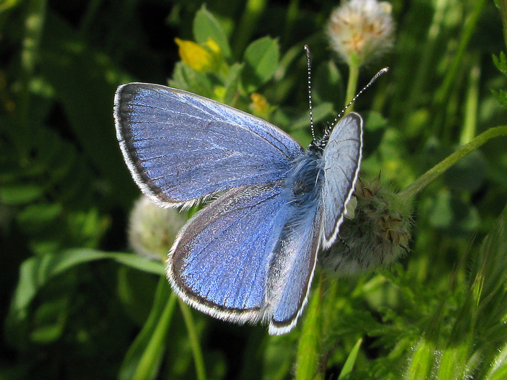 Blues