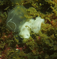 Goniodoris nodosa