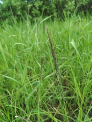 Calamagrostis stricta