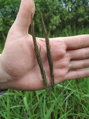 Calamagrostis stricta