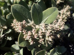 Arctostaphylos × media