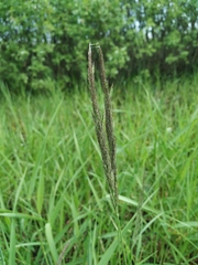 Calamagrostis stricta