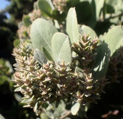 Arctostaphylos × media