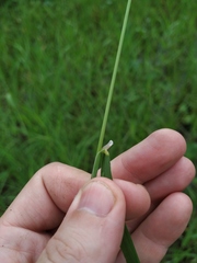 Calamagrostis stricta