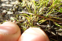 Isolepis basilaris