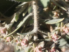 Arctostaphylos × media