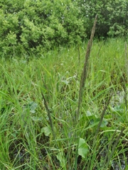 Calamagrostis stricta