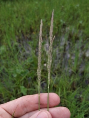 Calamagrostis stricta
