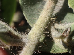 Arctostaphylos × media