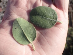 Arctostaphylos × media