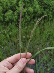 Calamagrostis stricta