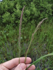 Calamagrostis stricta