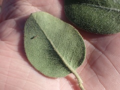 Arctostaphylos × media