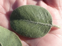 Arctostaphylos × media