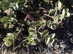 Arctostaphylos × media