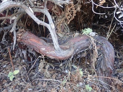 Arctostaphylos × media