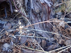 Arctostaphylos × media