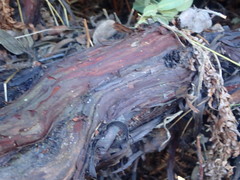 Arctostaphylos × media