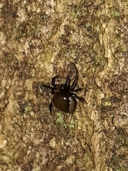 Emertonella taczanowskii