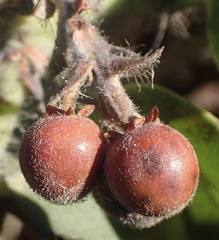 Arctostaphylos × media