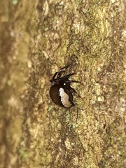 Emertonella taczanowskii