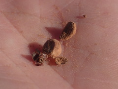 Arctostaphylos × media