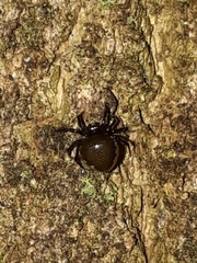 Emertonella taczanowskii